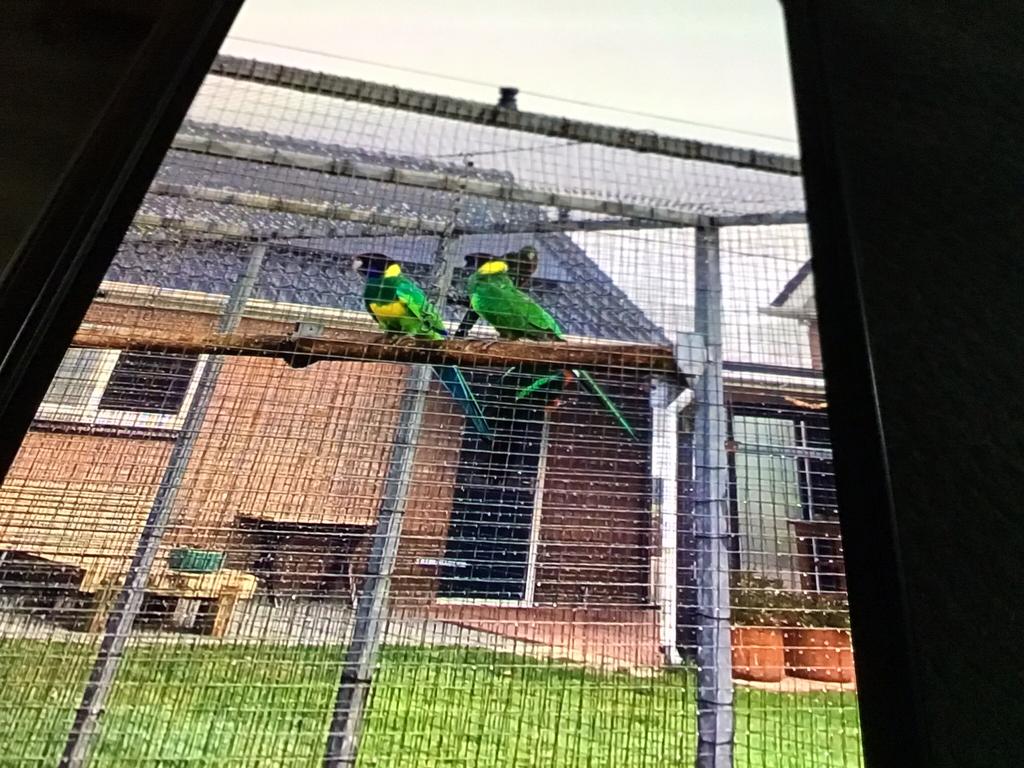 Gezocht een portlincoln pop, Dieren en Toebehoren, Vogels | Parkieten en Papegaaien