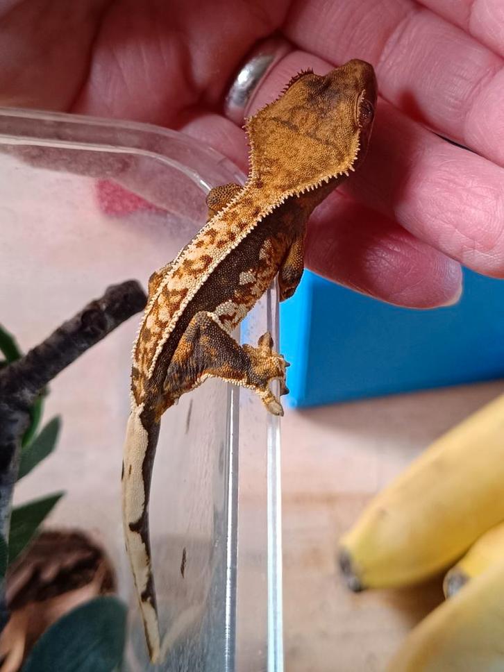 Tricolor wimpergekko nakweek Crested Gecko - unknown for sale from Sabrina