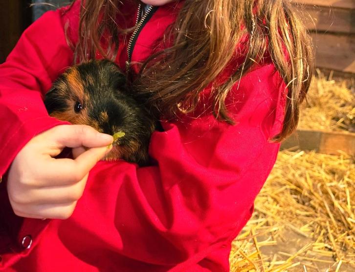 cavia, Dieren en Toebehoren, Knaagdieren, Mannelijk, Cavia, September