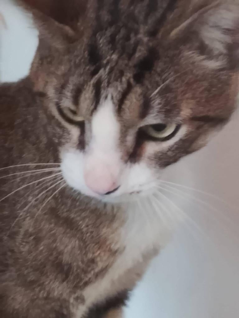 Jarela, Luisfe, geboren 12-09-2024 gered van de straat, Dieren en Toebehoren, Katten en Kittens | Overige Katten, Kater, Kortharig