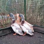 Fantastische koppels - trio's Saksen eenden Saksische eenden, Dieren en Toebehoren, Meerdere dieren, Eend