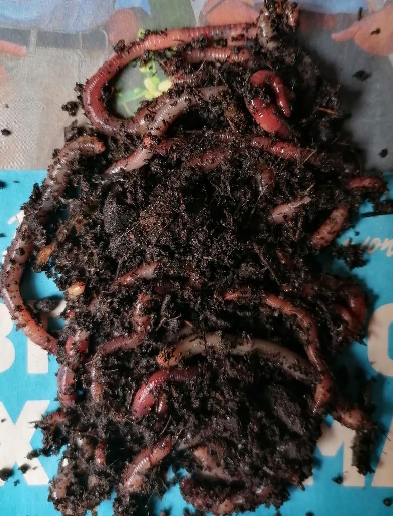 Compost wormen te Koop, Ophalen of Verzenden, Compost