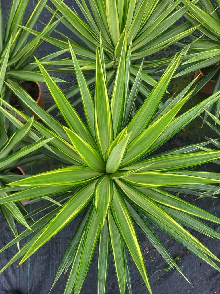 Yucca s uitzoeken €25, Ophalen of Verzenden, Overige soorten, Volle zon