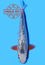 WAT JAMMER U BENT NET TE LAAT MET DEZE GINRIN ASAGI, Karper of Koi