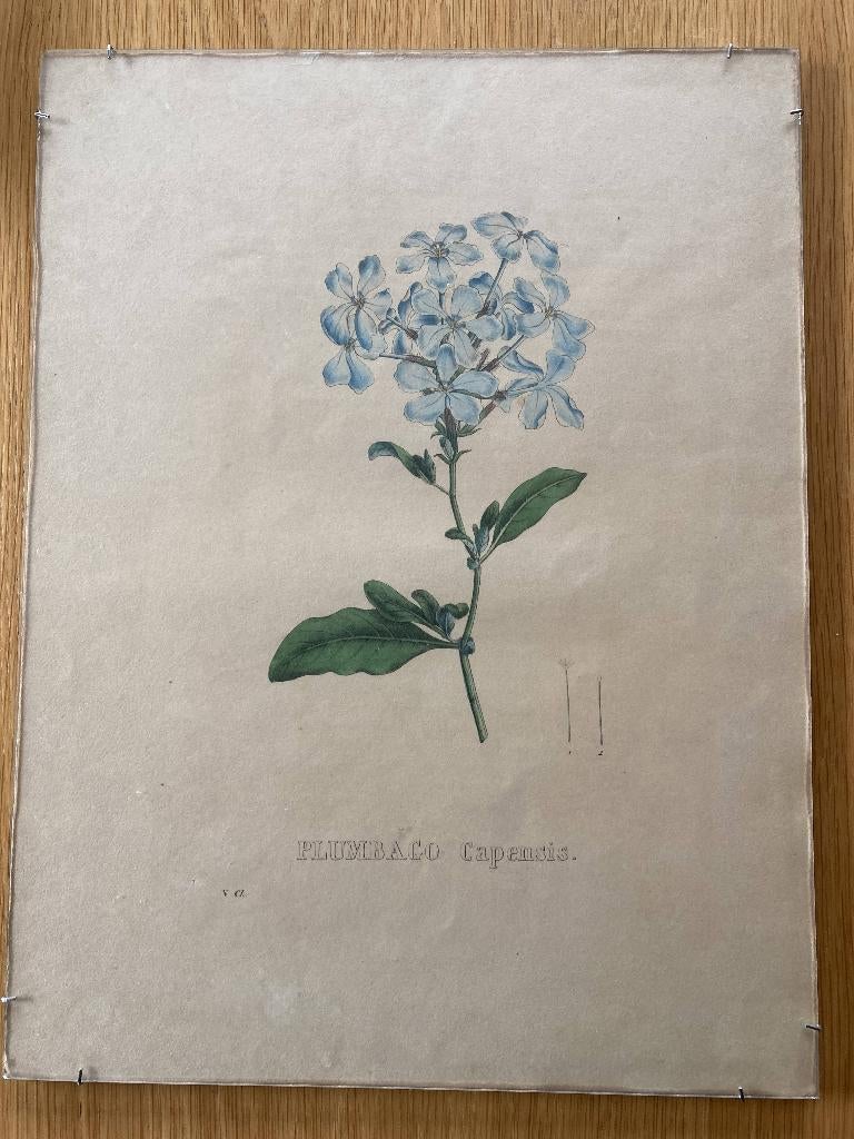 antieke handgekleurde botanische gravures, Antiek en Kunst, 1800 - 1899, Ophalen of Verzenden, Flora en Fauna, Lithografie