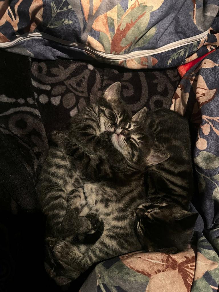 Prachtige kittens, Dieren en Toebehoren, Katten en Kittens | Overige Katten, Kortharig