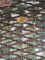 Ruilen mutanten sijs man, Dieren en Toebehoren, Vogels | Overige Vogels, Mannelijk, Wildzangvogel, Geringd