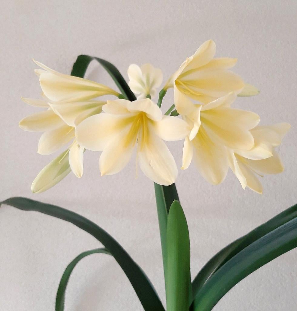 Gele Clivia Light Yellow, mooie grote plant., Bloeiende kamerplant, Ophalen, Volledige schaduw, Minder dan 100 cm