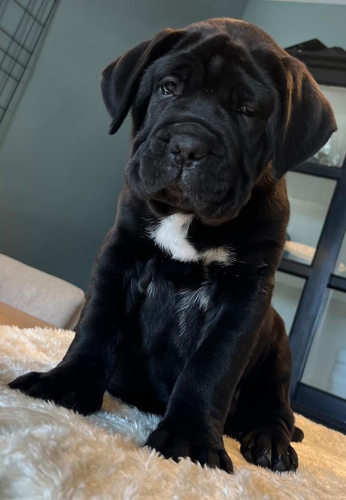 🩷 Prachtig Cane Corso teefje!, Overige rassen, 8 tot 15 weken, Meerdere, Meerdere dieren