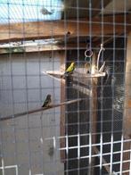 ELEGANT, Dieren en Toebehoren, Vogels | Parkieten en Papegaaien, Mannelijk, Parkiet