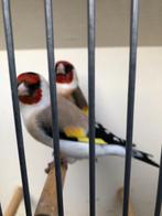 Majoor putters, Dieren en Toebehoren, Vogels | Overige Vogels, Vrouwelijk, Wildzangvogel, Tam