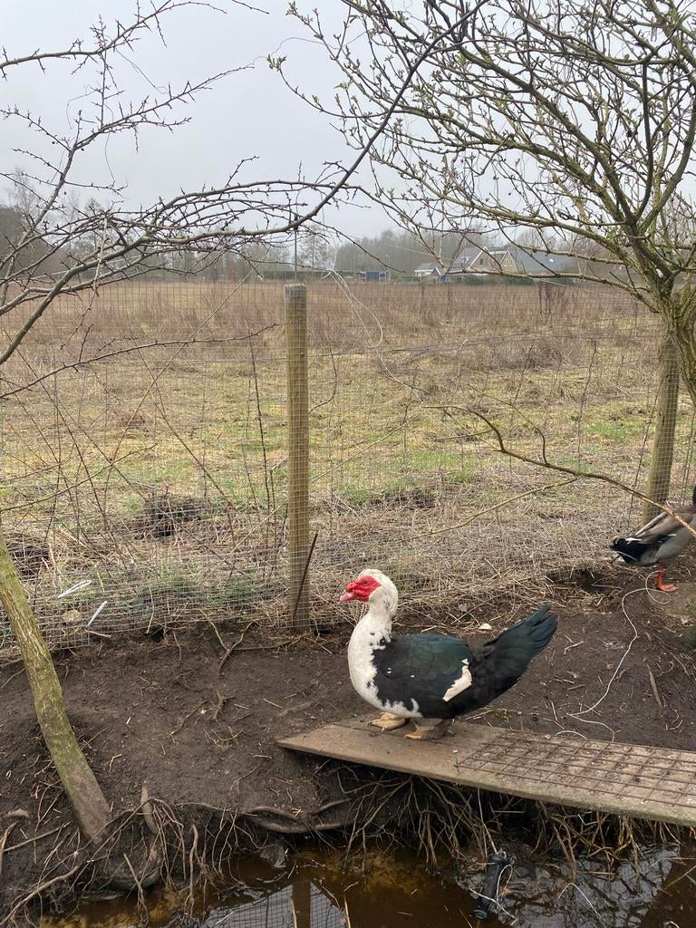 Muskuseenden, Mannelijk