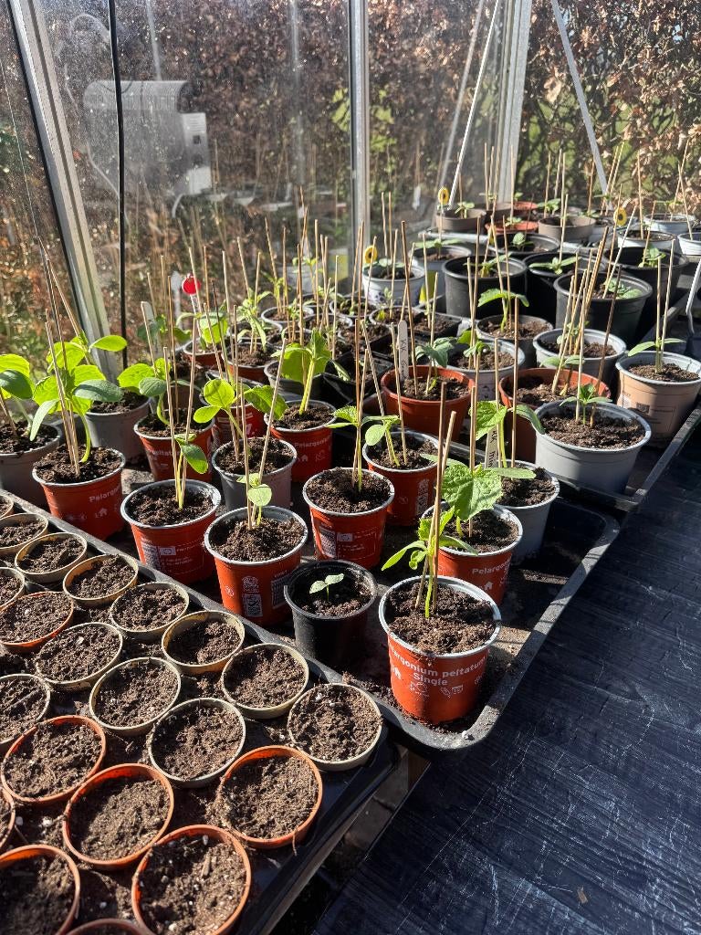 Allerlei Stekjes: Tomaat/Komkommer/Zonnebloem en meer., Tuin en Terras, Planten | Tuinplanten, Ophalen, Volle zon, Groenteplanten