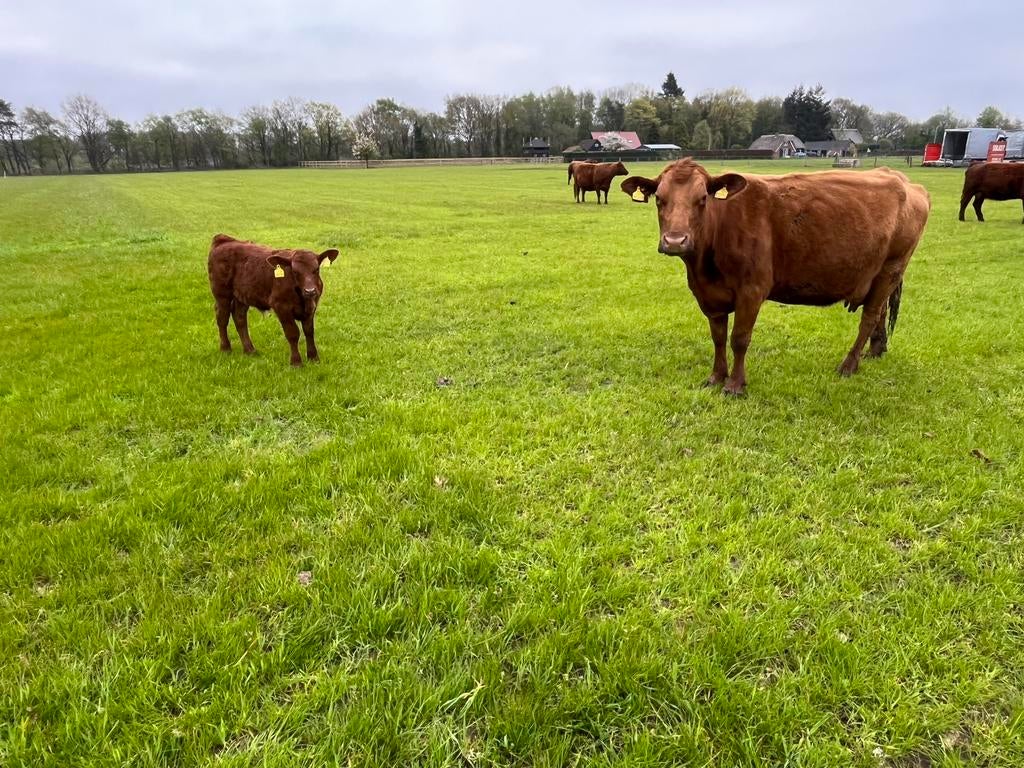 100% Black Angus zoogstel 2x, Meerdere dieren