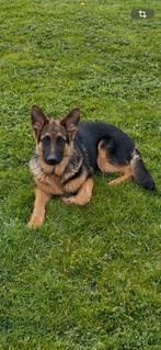 Duitse herder pup, Parvo, 15 weken tot 1 jaar, Reu, Eén hond