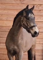 Gave 3 jarige allround valkruin, Dieren en Toebehoren, Met stamboom, Springpaard, Ruin, Zadelmak