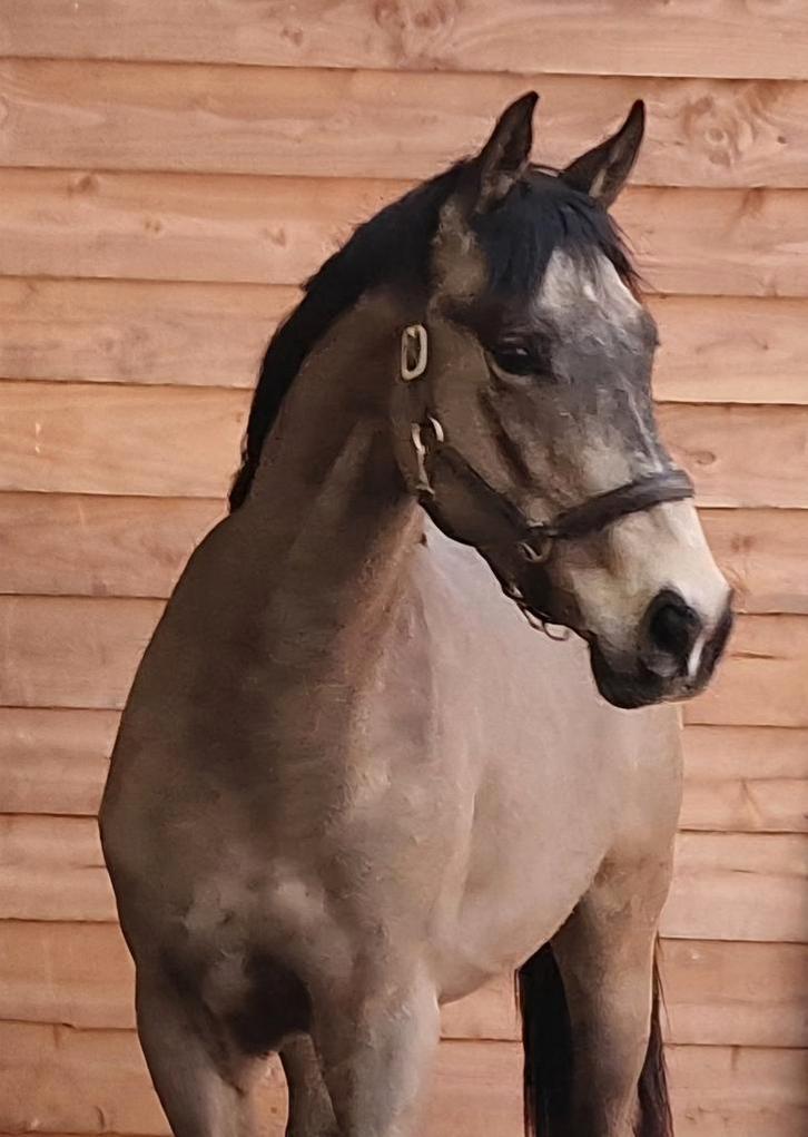 Gave 3 jarige allround valkruin, Dieren en Toebehoren, Paarden, Ruin, Zadelmak, 160 tot 165 cm, 3 tot 6 jaar, Springpaard, Met stamboom