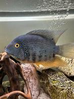 Heros severum “Turquoise”, Vis