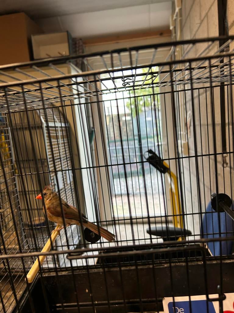 Rode kardinaal pop, Dieren en Toebehoren, Vogels | Overige Vogels, Vrouwelijk
