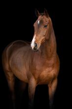 Leuke, brave 14 jarige allround ruin, Springpaard, Ruin, 11 jaar of ouder, 165 tot 170 cm