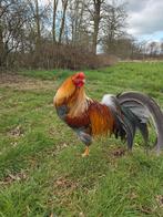 Broedeieren Twentse hoen, Dieren en Toebehoren, Ophalen, Nieuw, Overige typen