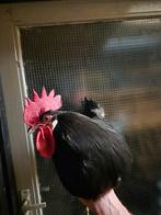 Friese hoen haan groot, Dieren en Toebehoren, Mannelijk, Kip