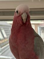 Roze kaketoe, man, Dieren en Toebehoren, Vogels | Parkieten en Papegaaien, Mannelijk, Papegaai, Geringd