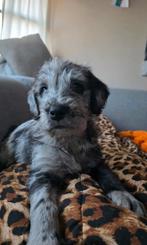 Labradoodle F1 reutje zoekt gouden mand, Overige rassen, 8 tot 15 weken, Meerdere, Meerdere dieren