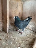 2 zwarte duivinnen, Dieren en Toebehoren, Vogels | Duiven, Vrouwelijk, Postduif