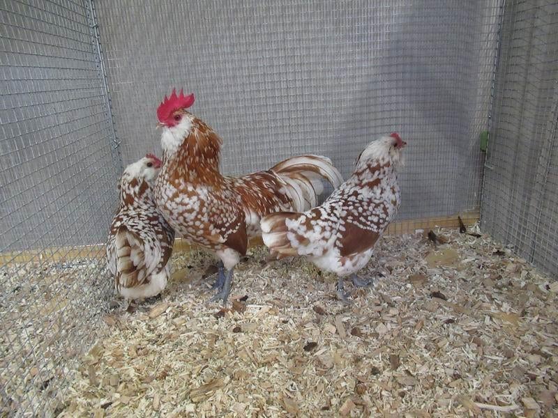 Te koop gevraagd Thuringer Baardhoen broedeieren, Dieren en Toebehoren, Pluimvee, Geslacht onbekend, Kip