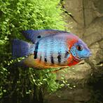 koppel heros severus 15cm te koop, Vis, Zoetwatervis