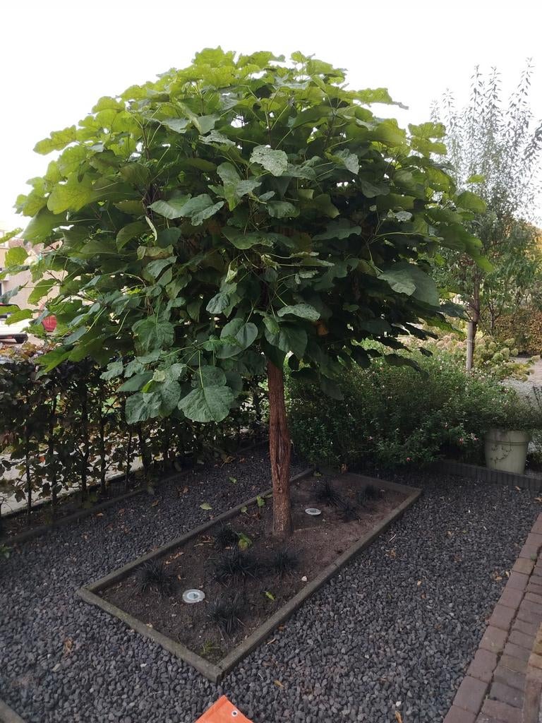 Bol catalpa +- 2 mtr, Tuin en Terras, Lente, 100 tot 250 cm, Ophalen, Volle zon