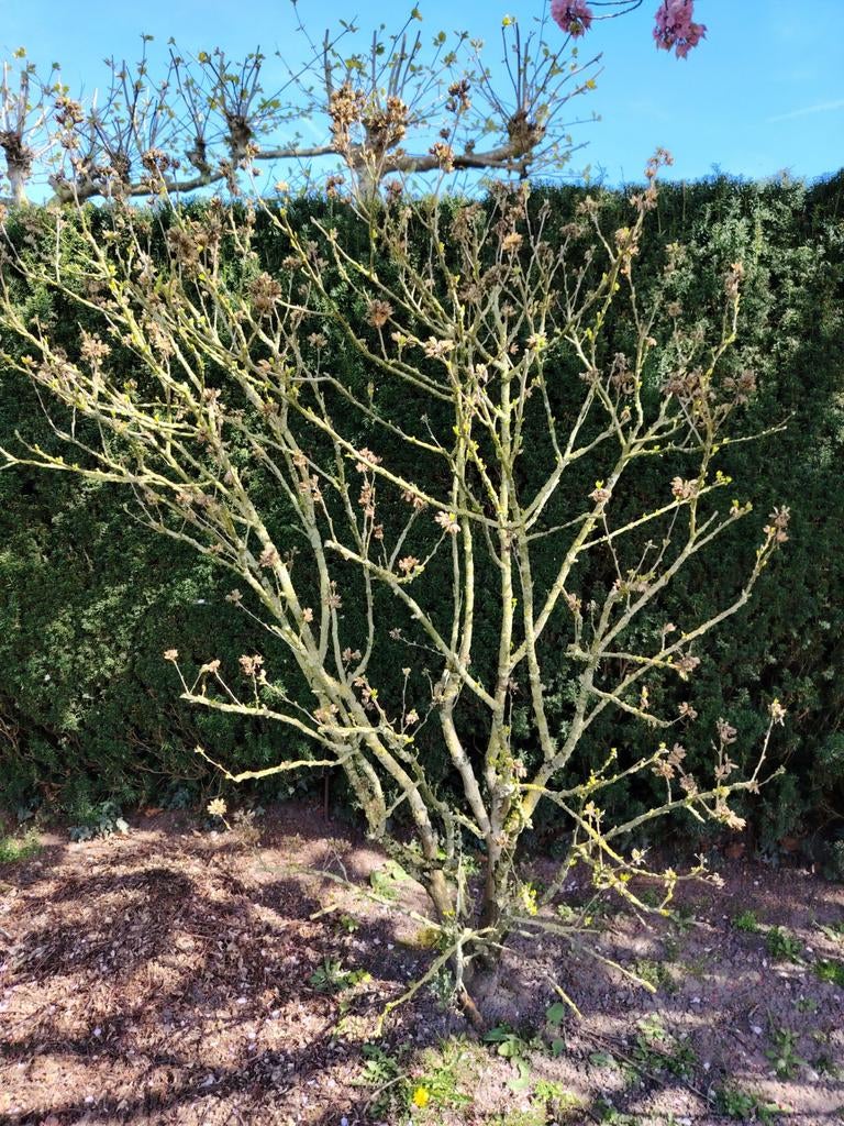 Hibiscus Syriacus L, Althaea struik, Volle zon, 100 tot 250 cm, Zomer, Overige soorten