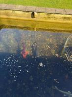 6 stuks koi karpers. 10-15 jaar oud 40-60cm, Karper of Koi