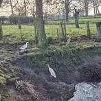 Broedeieren loopeend, Geslacht onbekend, Eend