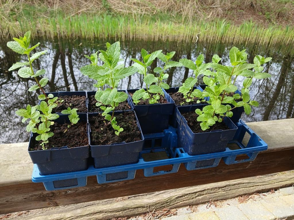 Potten Marokkaanse munt, Ophalen, Rond, Minder dan 30 cm