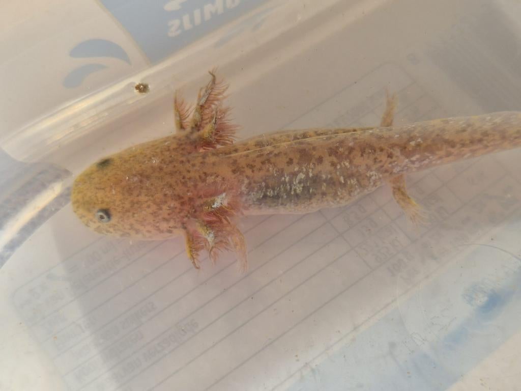 Baby axolotls ongeveer 3 maanden oud, Dieren en Toebehoren, Amfibie, 0 tot 2 jaar