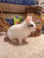 Konijntjes super super lief en super tam., Dieren en Toebehoren, Meerdere dieren, Dwerg