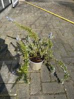 7x hangende Rozemarijn planten te koop!, Tuin en Terras, Planten | Struiken en Hagen, Ophalen, Overige soorten, Minder dan 100 cm