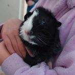 Cavia's, Dieren en Toebehoren, Knaagdieren, Cavia, Januari, Meerdere dieren, Tam