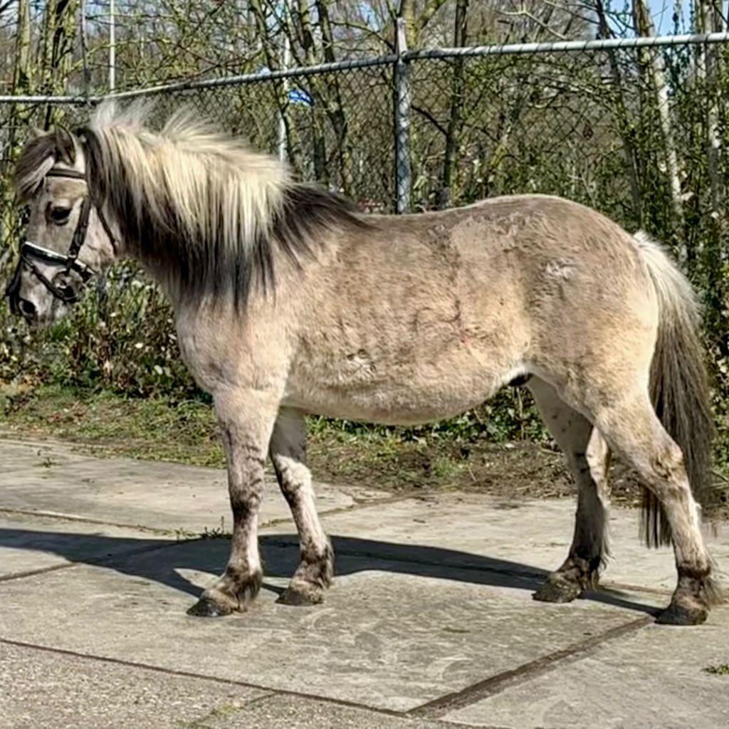 Leuke Kinderpony, Dieren en Toebehoren, Pony's, B, Ruin, C pony (1.27m tot 1.37m), Gechipt