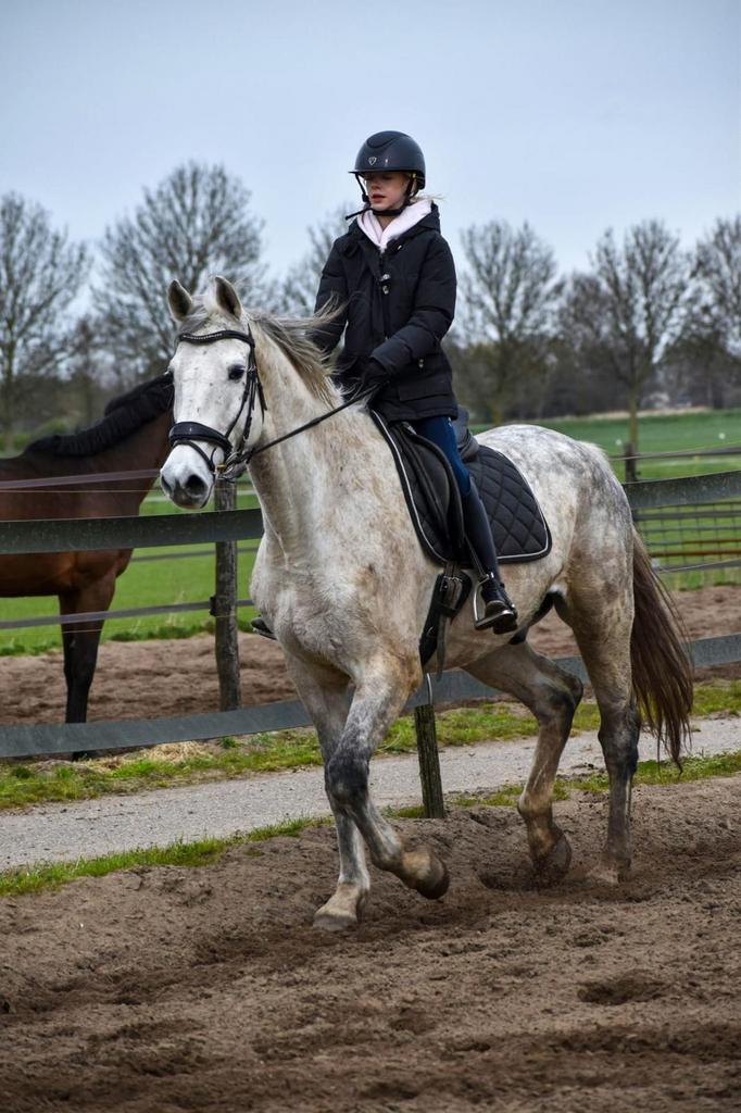 Talantvolle allrounder aangeboden, Dieren en Toebehoren, Paarden, Ruin, B, 170 tot 175 cm, 7 tot 10 jaar, Springpaard, Met stamboom