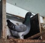 Te koop postduiven, Meerdere dieren, Postduif