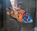 Malawi Cichliden, Dieren en Toebehoren, Vissen | Aquariumvissen, Vis