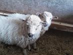 2 fraaie ooilammeren, Vrouwelijk, Schaap