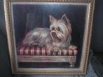 schilderij York terrier op sofa  35 x 35, Antiek en Kunst, Kunst | Schilderijen | Klassiek, Ophalen of Verzenden