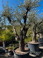 Grote voorraad oude grillige olijfbomen !!!, 100 tot 250 cm, Olijfboom, Zomer, Ophalen