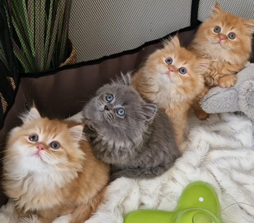 Britse  langhaar kittens katertjes, Kater, Ontwormd