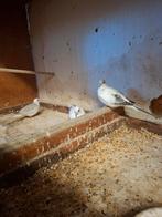 Bonte diamant duiven, Dieren en Toebehoren, Meerdere dieren, Geringd