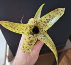 Neoregelia pauciflora, Huis en Inrichting, Kamerplanten, Ophalen of Verzenden, Halfschaduw, Minder dan 100 cm